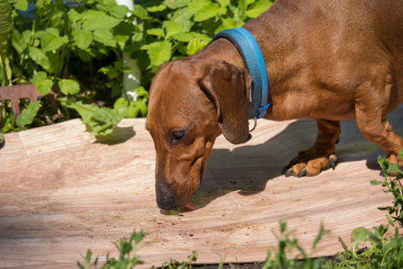 drinking  dachshund with blue dog-collar in summer gardenの写真素材