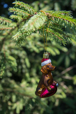 dachshund likes to Christmas decoration for Xmas tree with green spruce blurred branchの写真素材