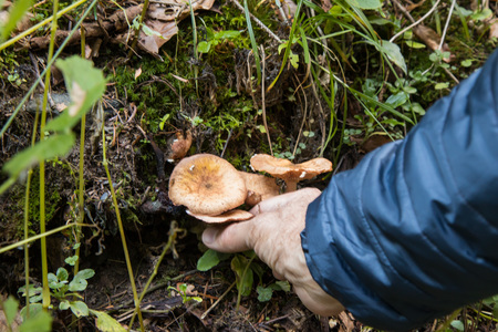 Agaric honey. Man picking mushrooms in the autumn forest  with green tree and mossの写真素材