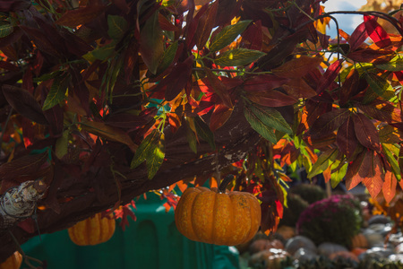 Decorative pumpkins on the tree for Thanksgiving celebrateの写真素材