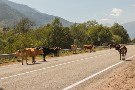 Red cows on a walk stand on an asphalt gray road with a metal fence and look around in the background of green trees and mountains in Dombai national nature reserveの写真素材