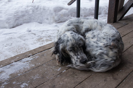english setter dog lying on a wooden veranda