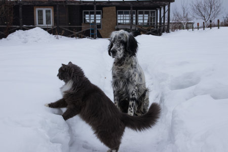 Cute black and white English Setter dog playing with cat in snow. On a cloudy winter day