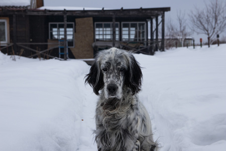 Cute black and white English Setter dog playing in snow. On a cloudy winter dayの写真素材