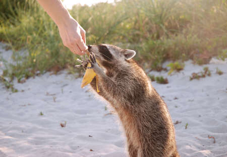 The raccoon eat the banana out of hand on the white sandの写真素材