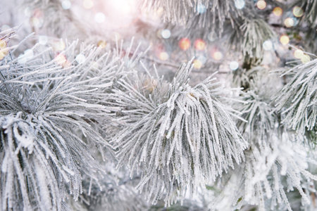 Fir branches covered with hoarfrost on a background of blurred lightsの写真素材