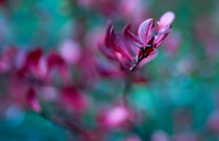 garden plant the background in raspberry and turquoiseの写真素材