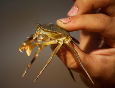 crab in hands - on the beachの写真素材