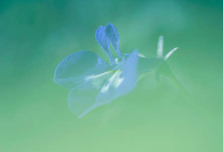blur the background flowers in blue green color schemeの写真素材