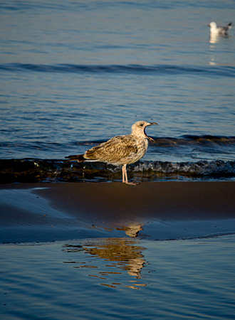 sea landscape with a Seagull, which yawns in all mouthの写真素材