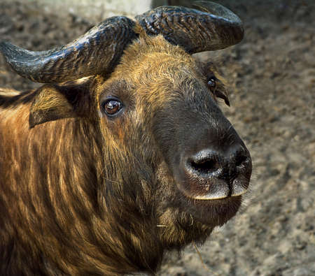 Takin-mishmi BUDORCAS TAXICOLOR head, close-upの写真素材