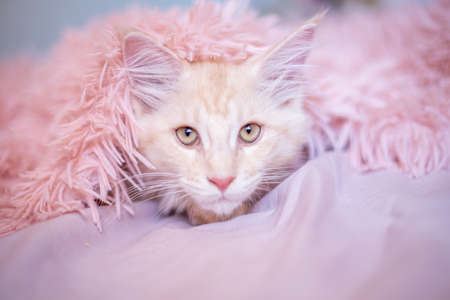 portrait cute fluffy Maine Coon kitten peeking out from under the blanket. cute adorable petsの写真素材