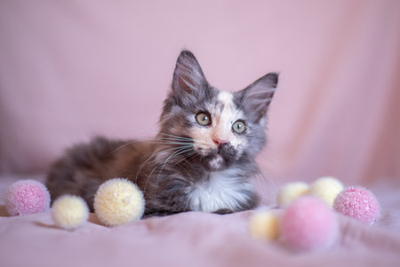 portrait of a tricolor Maine Coon kitten close-up.の写真素材