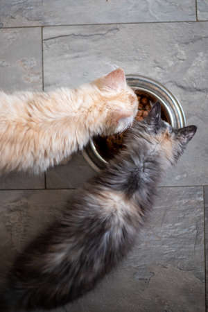 two Maine Coon kittens eat food from a cat bowl, top view.の写真素材