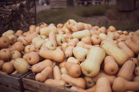 a lot of pumpkin at outdoor farmers market.の写真素材