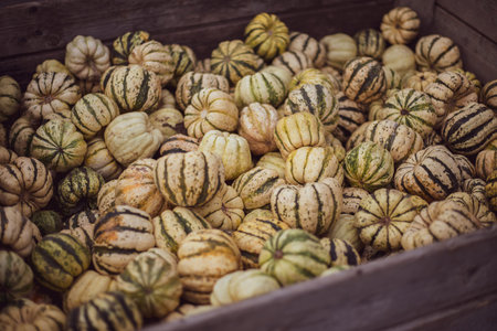 a lot of mini pumpkin at outdoor farmers market.