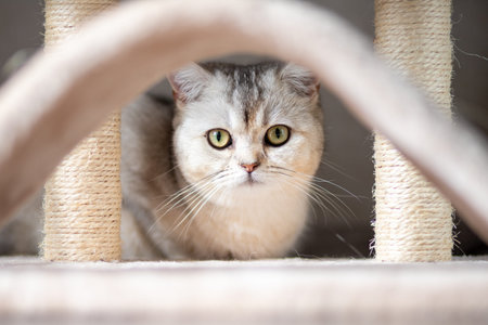 portrait of a cute young cat of British breed.の写真素材
