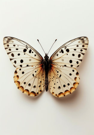 Minimalist butterfly in beige tones on a light background.の素材