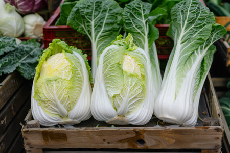 Chinese cabbage heads in wooden crate.の素材