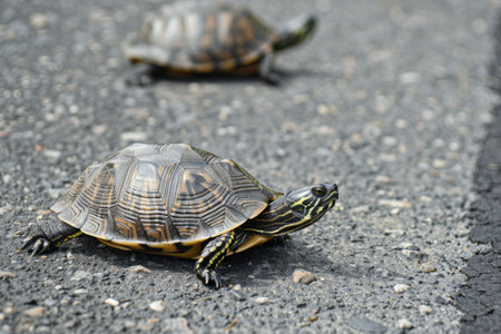 Two turtles on asphalt attentive to surroundingsの素材