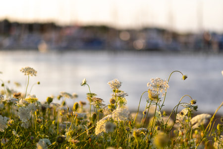 Golden sunlight bathes wildflowers, capturing a serene moment at sunset near a tranquil waterfrontの写真素材