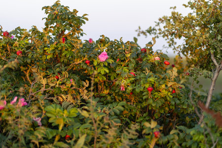 Ripening rose hips on a green bush photographed in a sunny garden during late summerの写真素材