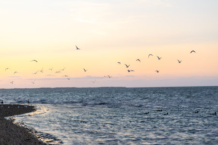 Seagulls flying over the calm ocean during sunset at a tranquil beachの写真素材
