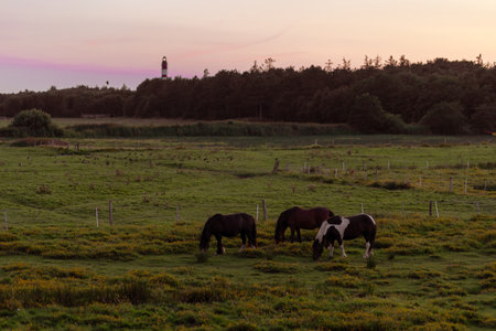 Horses grazing in a tranquil pasture at sunset near a distant lighthouse surrounded by lush greeneryの写真素材