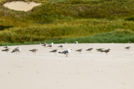 Seagulls and shorebirds gathered on a sandy beach near coastal grasses during a cloudy dayの写真素材