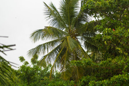 Lush tropical greenery featuring a tall palm tree and vibrant foliage in a coastal setting during a...