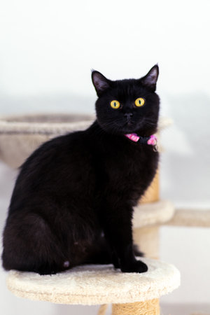 Black cat with striking yellow eyes sits elegantly on a cat tree in a bright indoor space during the afternoonの写真素材