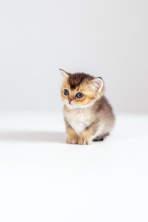 Cute fluffy kitten with big blue eyes surrounded by a soft white backgroundの写真素材