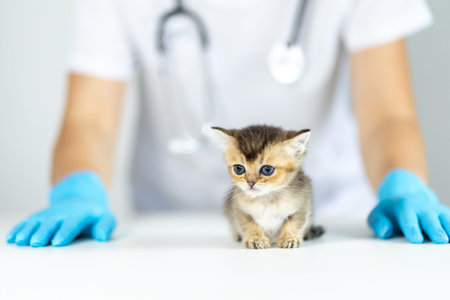 Kitten receives veterinary care in a clinic during daylight hours with a caring professional