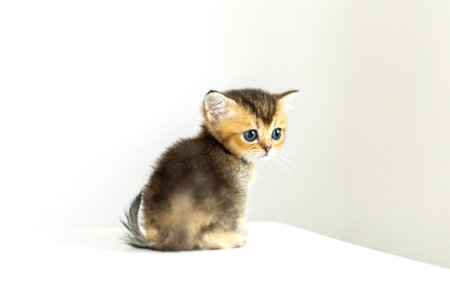 Cute kitten sitting on a table, gazing attentively in a bright indoor space during the dayの写真素材