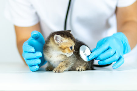 Vet examining a kitten with a stethoscope in a bright, clean clinic settingの写真素材