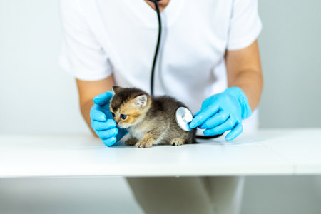 Kitten receiving a health check at a veterinary clinic by a professional wearing glovesの写真素材