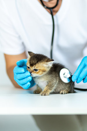 Kitten receives checkup at veterinary clinic by caring professional wearing glovesの写真素材