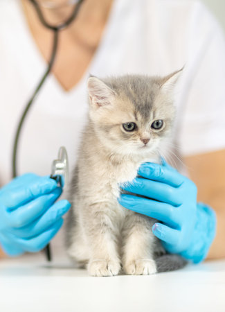 Veterinarian examines a playful kitten during a routine health check in a cozy clinic