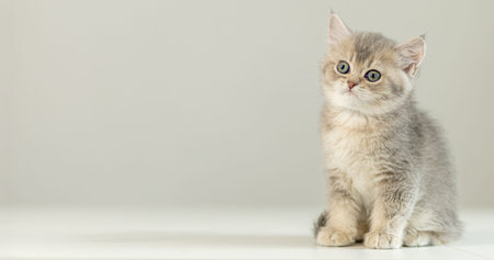 Cute gray kitten with blue eyes sitting calmly on a white surface in a bright room during daytime