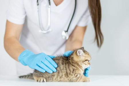 Veterinarian examines a small kitten in a clean medical environment during a routine check-upの写真素材
