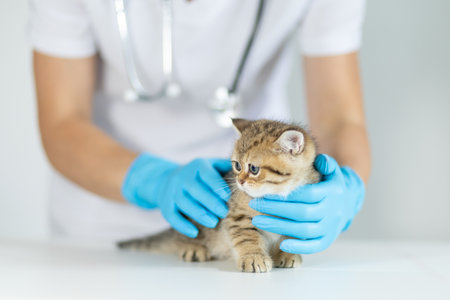 Young kitten receiving veterinary care in a clinic with a focused veterinary professionalの写真素材