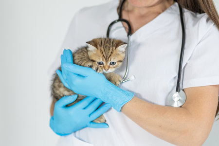 Veterinarian holding a kitten while wearing blue gloves in a medical clinic settingの写真素材
