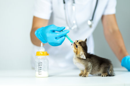 Vet feeding a kitten using a syringe at an animal clinic during a health checkupの写真素材