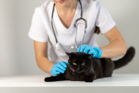 Veterinarian examining a black cat during a routine checkup in a clinic setting