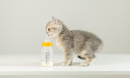 Cute gray kitten beside baby bottle while preparing for feeding time in a cozy indoor settingの写真素材