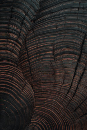 Beautiful close-up of polished dark wood showing natural patterns and textures with intricate lines and curvesの素材
