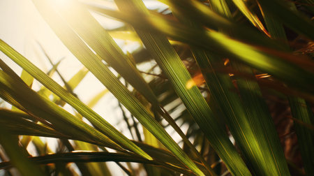 Sunlight filtering through green palm leaves in a tropical settingの素材