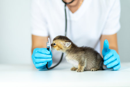 Small kitten receives veterinary checkup in bright clinic with focused caretakerの写真素材