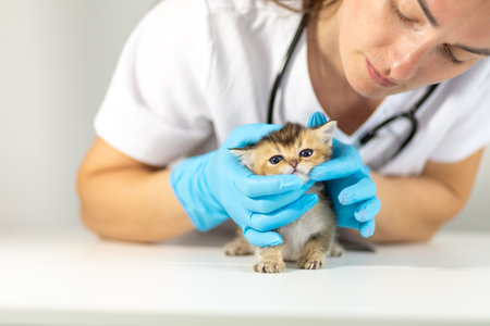 Veterinarian examines a kitten in a clinic setting during a routine health check-upの写真素材