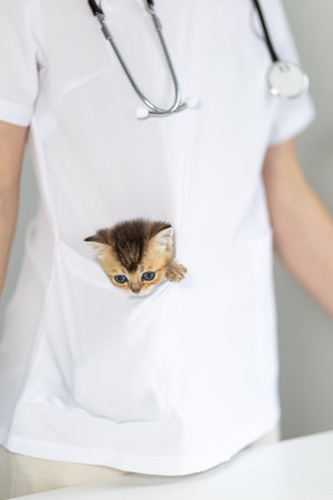 Cute kitten peeking from a pocket of a veterinarians uniform during a checkup at a clinicの写真素材